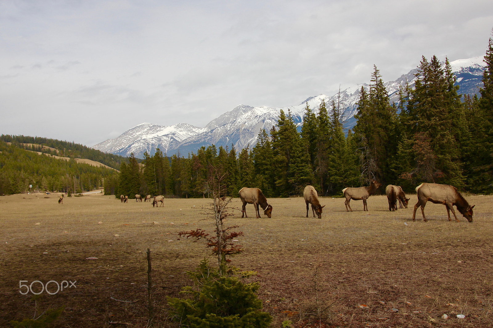 Sigma 17-70mm F2.8-4 DC Macro OS HSM sample photo. Mountain elks photography