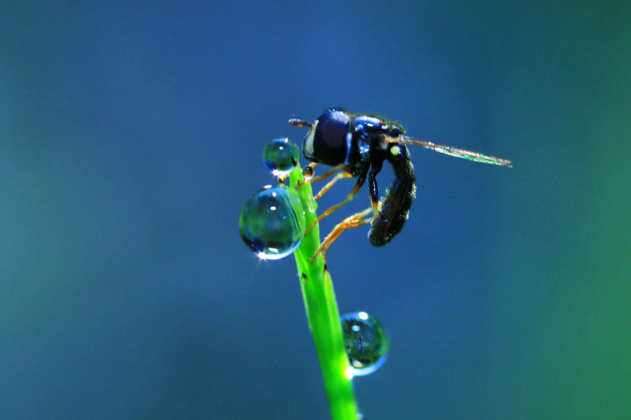 Canon MP-E 65mm F2.5 1-5x Macro Photo sample photo. Good morning photography