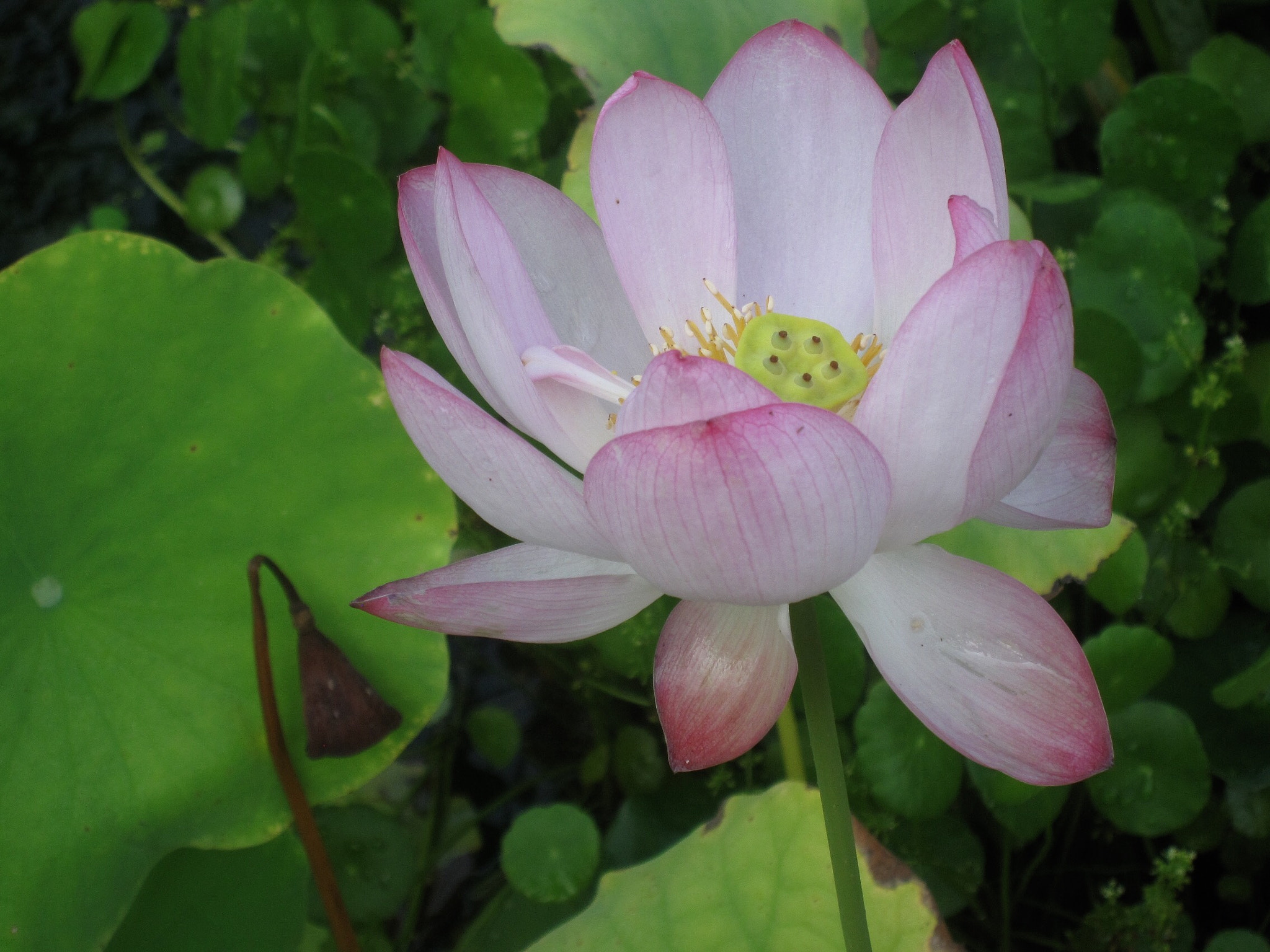 Canon PowerShot SD880 IS (Digital IXUS 870 IS / IXY Digital 920 IS) sample photo. Lotus 荷花 photography