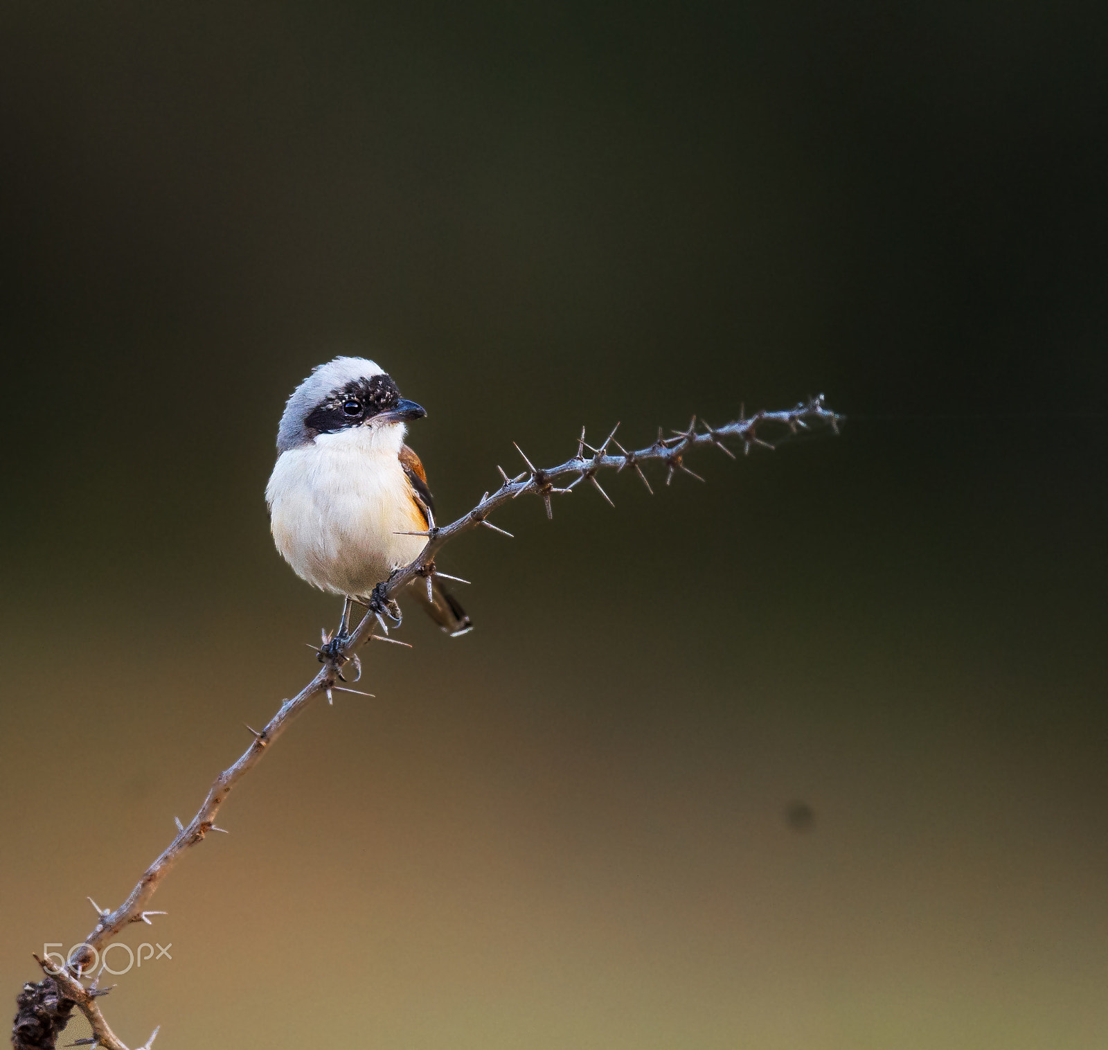 Nikon AF-S Nikkor 600mm F4E FL ED VR sample photo. Shrike photography