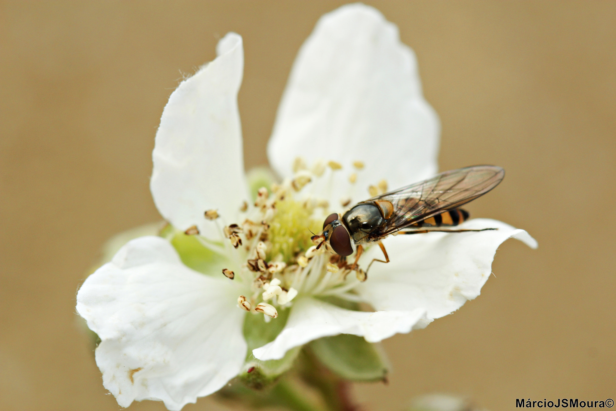 Canon EOS 600D (Rebel EOS T3i / EOS Kiss X5) + Canon EF 400mm F4.0 DO IS USM sample photo. Descanso... (rest) photography