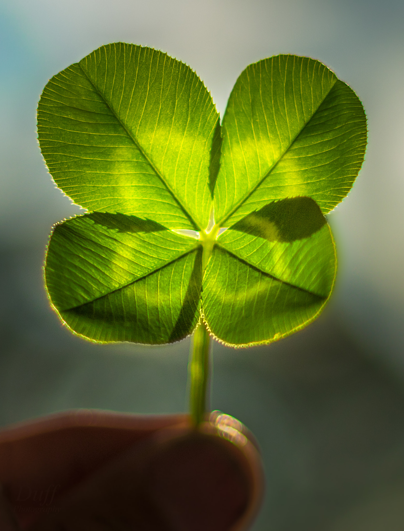 Canon EOS 7D Mark II + Canon EF 50mm F1.8 II sample photo. Four leaf clover photography