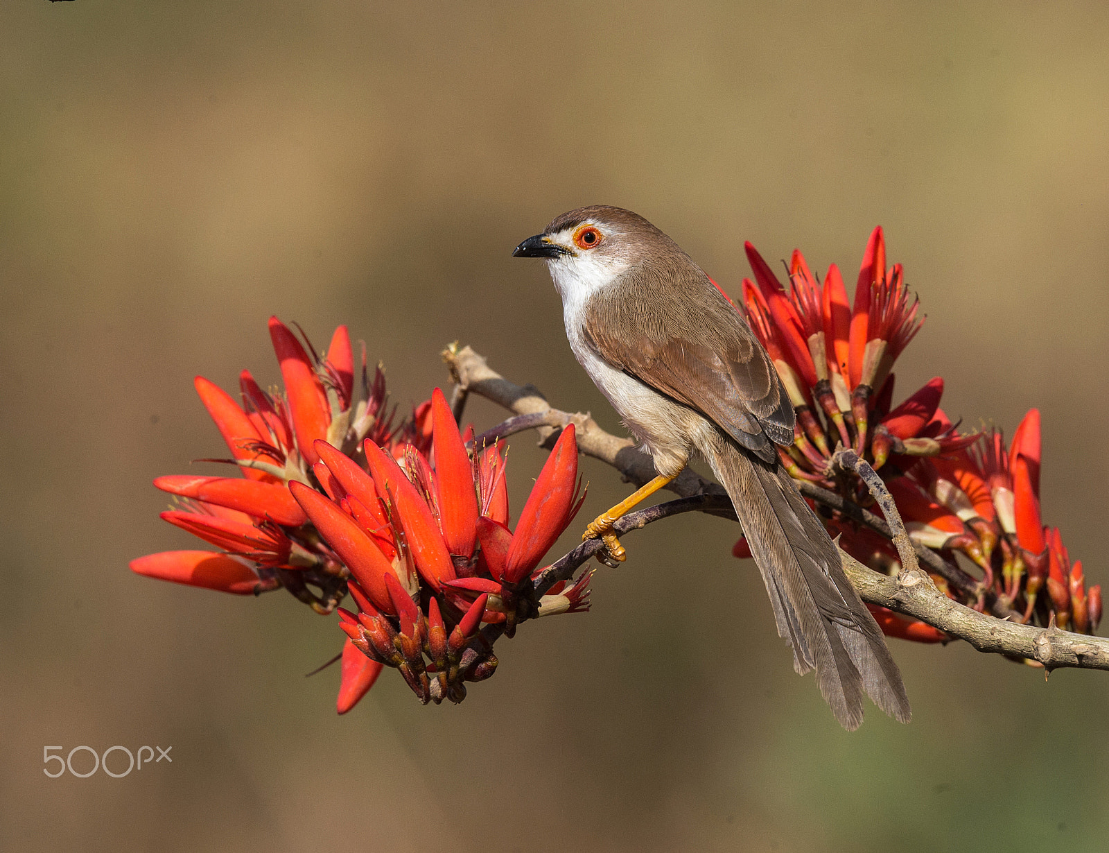 Nikon AF-S Nikkor 600mm F4E FL ED VR sample photo. Yellow eyed babler photography