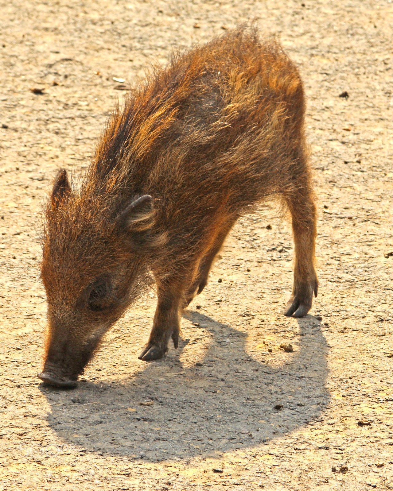 Canon EF 28-135mm F3.5-5.6 IS USM sample photo. A cute cosy little piggy... photography