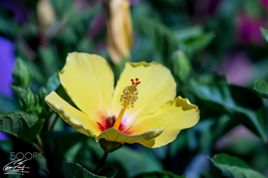 Canon EOS 650D (EOS Rebel T4i / EOS Kiss X6i) sample photo. Red on yellow photography