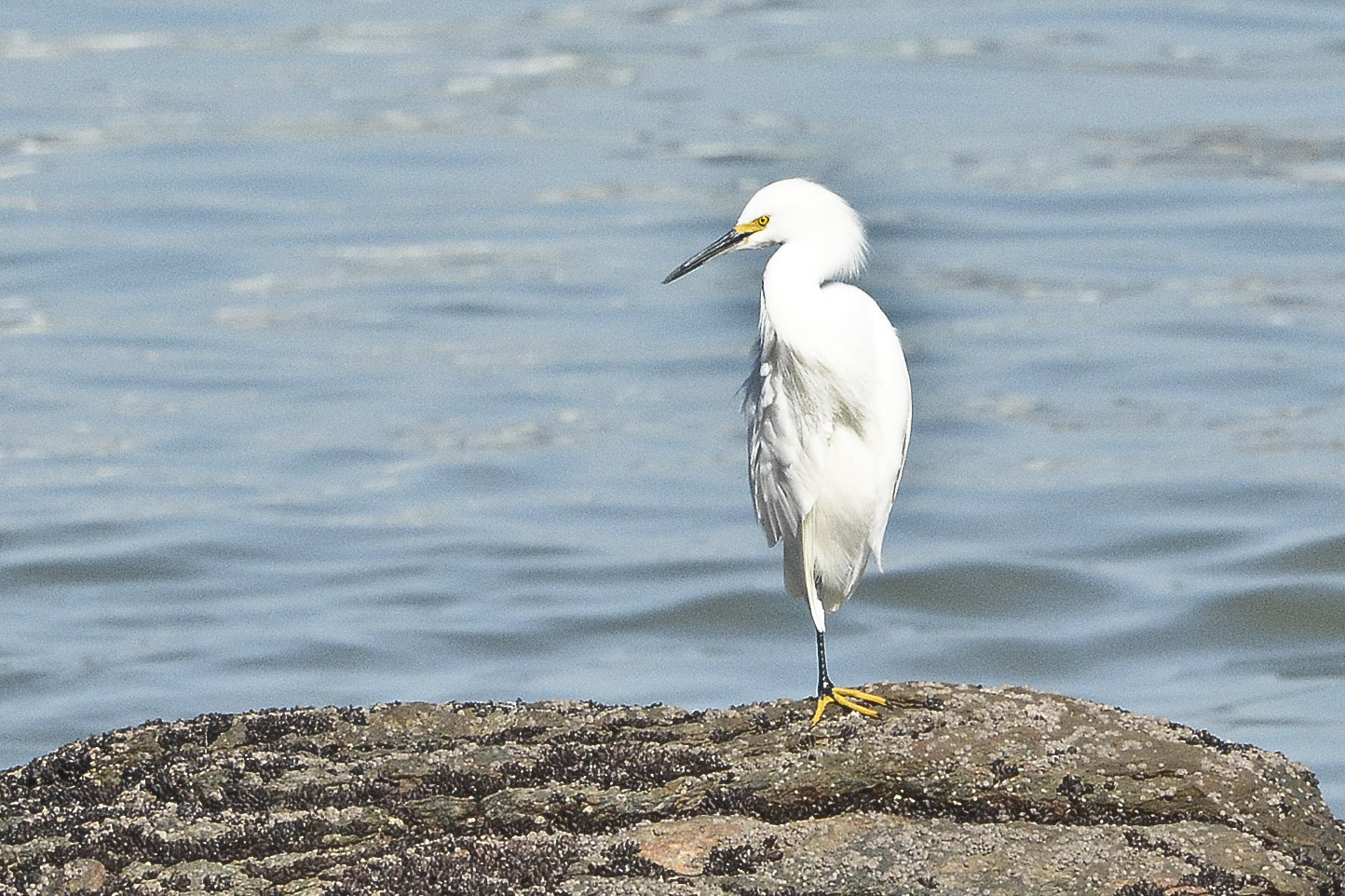 Nikon AF-S Nikkor 500mm F4E FL ED VR sample photo. No imenso mar ela medita. photography