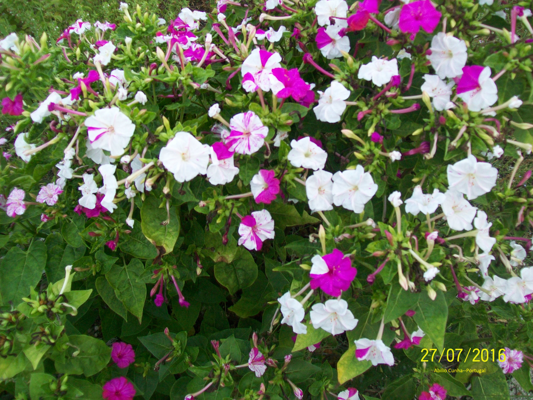 Kodak EasyShare C913 sample photo. As nossas flores douro litoral portugal photography