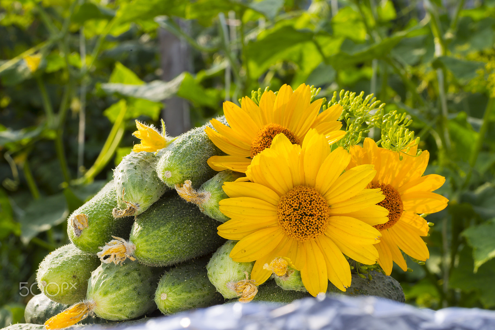 Canon EOS-1D Mark IV sample photo. Cucumbers stacked pile, with yellow flowers and ovaries yellow g photography