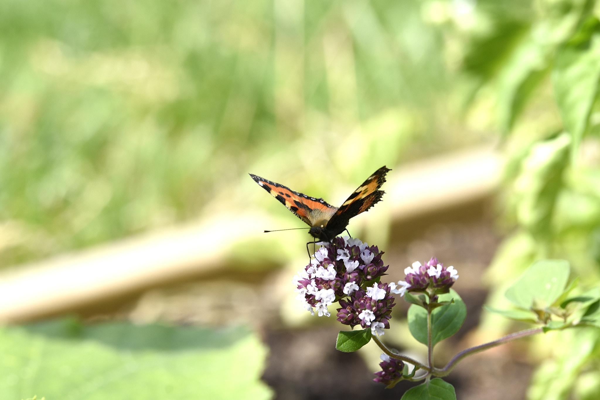 Nikon D7200 + Sigma 50-100mm F1.8 DC HSM Art sample photo. A butterfly from my vegetable garden photography