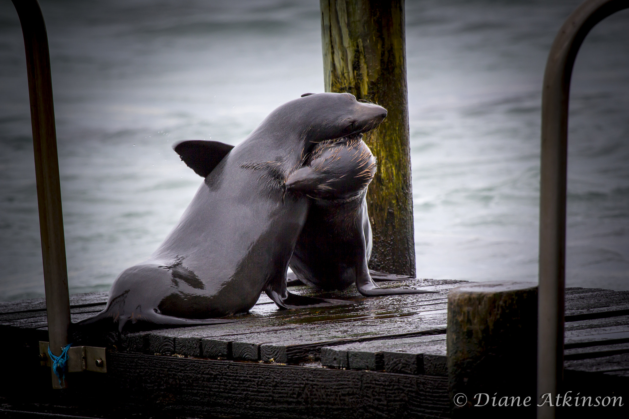 Canon EOS 60D + Canon EF 100-400mm F4.5-5.6L IS USM sample photo. Seal cuddles photography