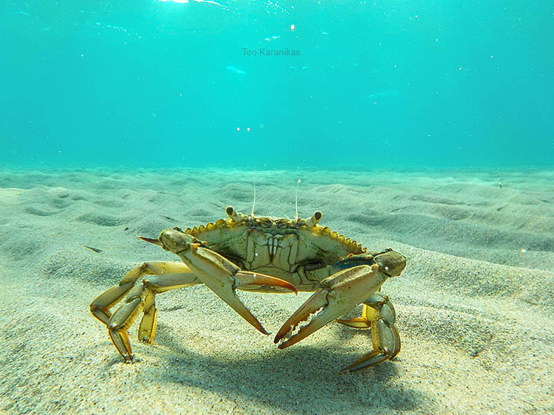 Nikon Coolpix S33 sample photo. The crab photography