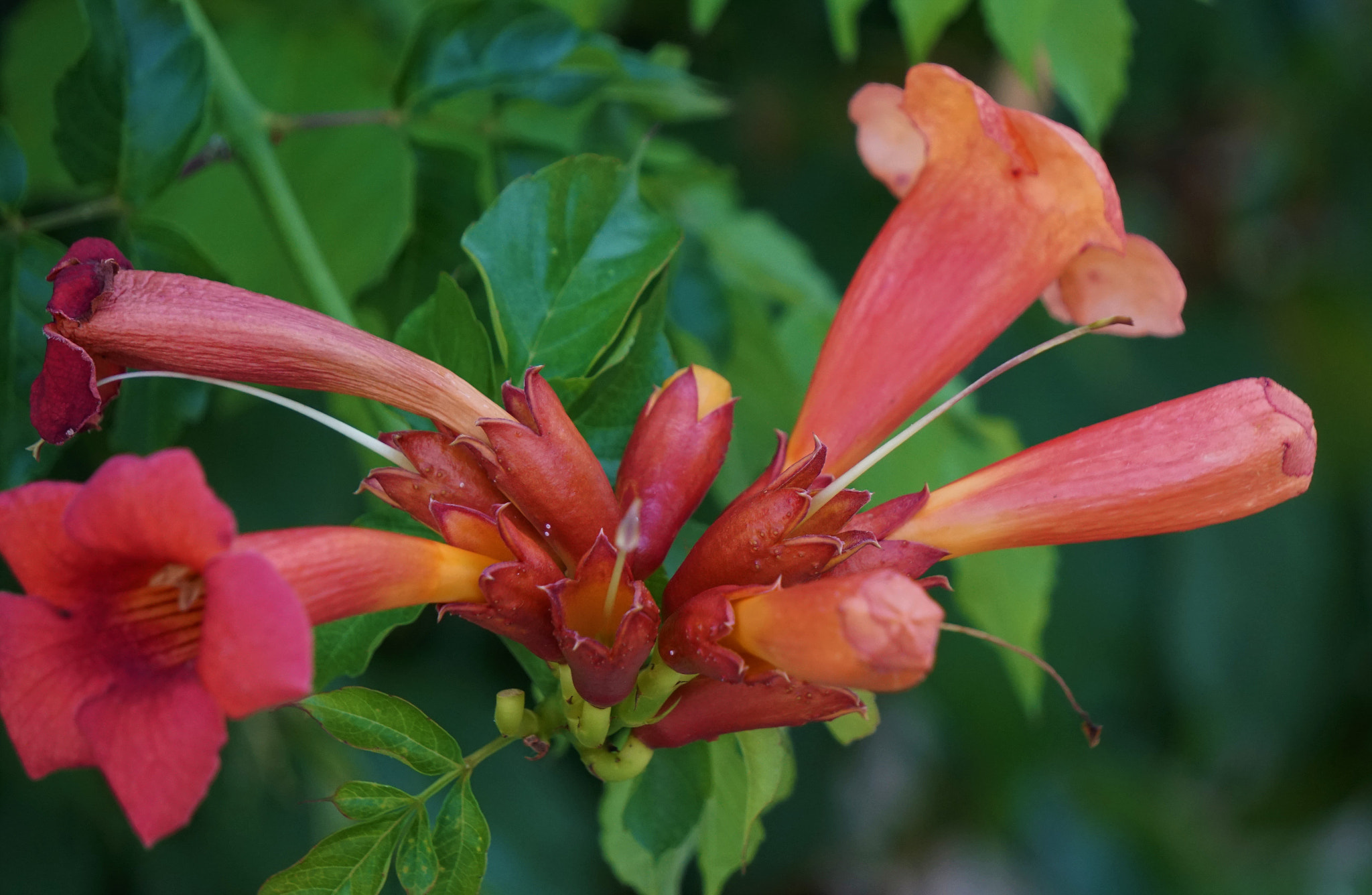 Sony E 55-210mm F4.5-6.3 OSS sample photo. Campsis radicans photography