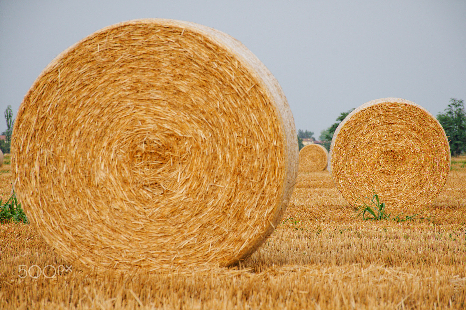 Nikon D300S sample photo. Straw gears photography