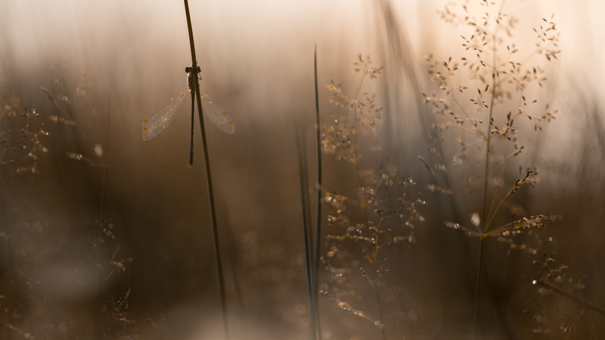 Sigma 150mm F2.8 EX DG OS Macro HSM sample photo. At dawn ii photography