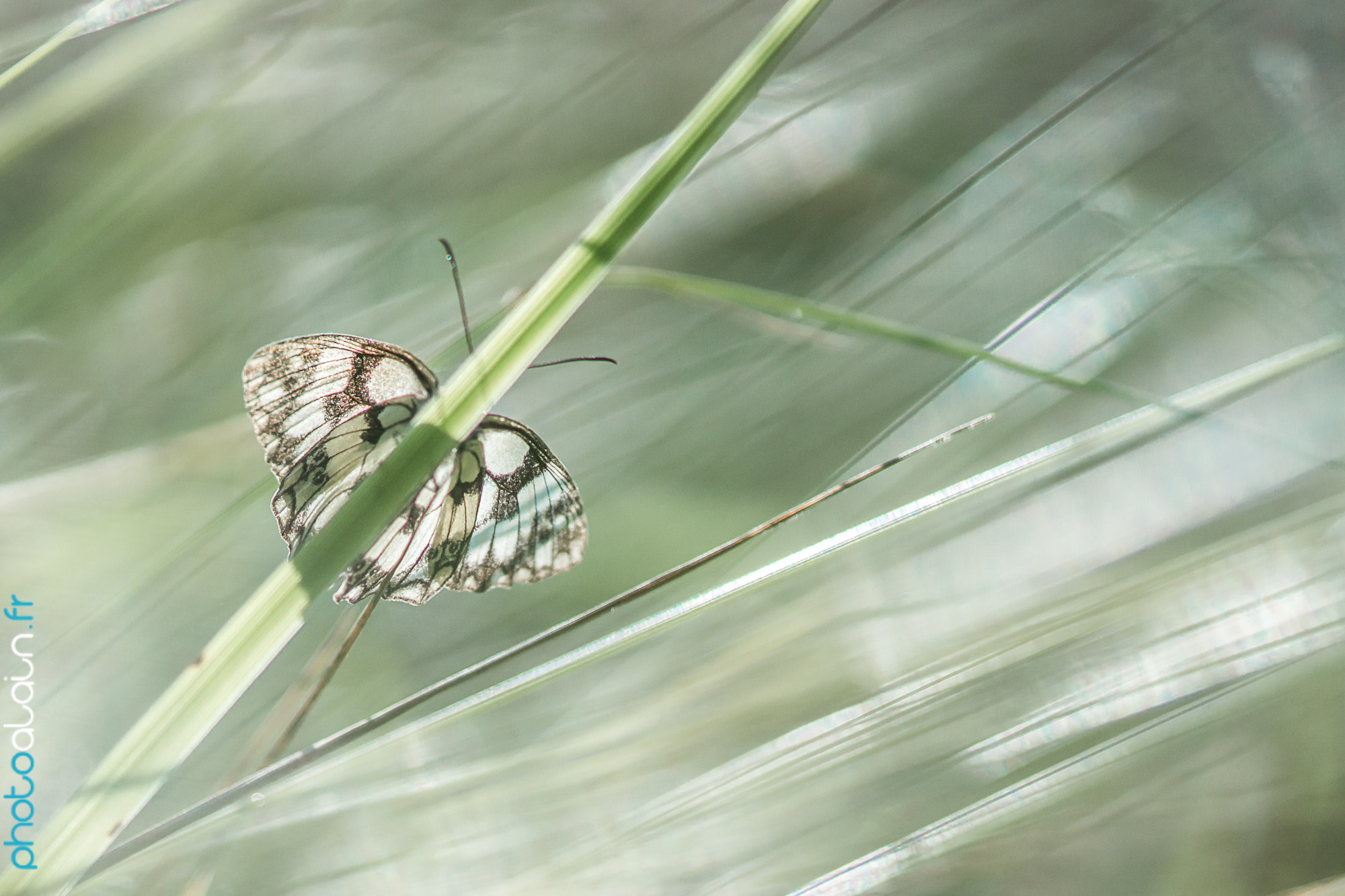 Sony SLT-A77 + Sony 100mm F2.8 Macro sample photo. Papillon demi deuil - butterfly photography