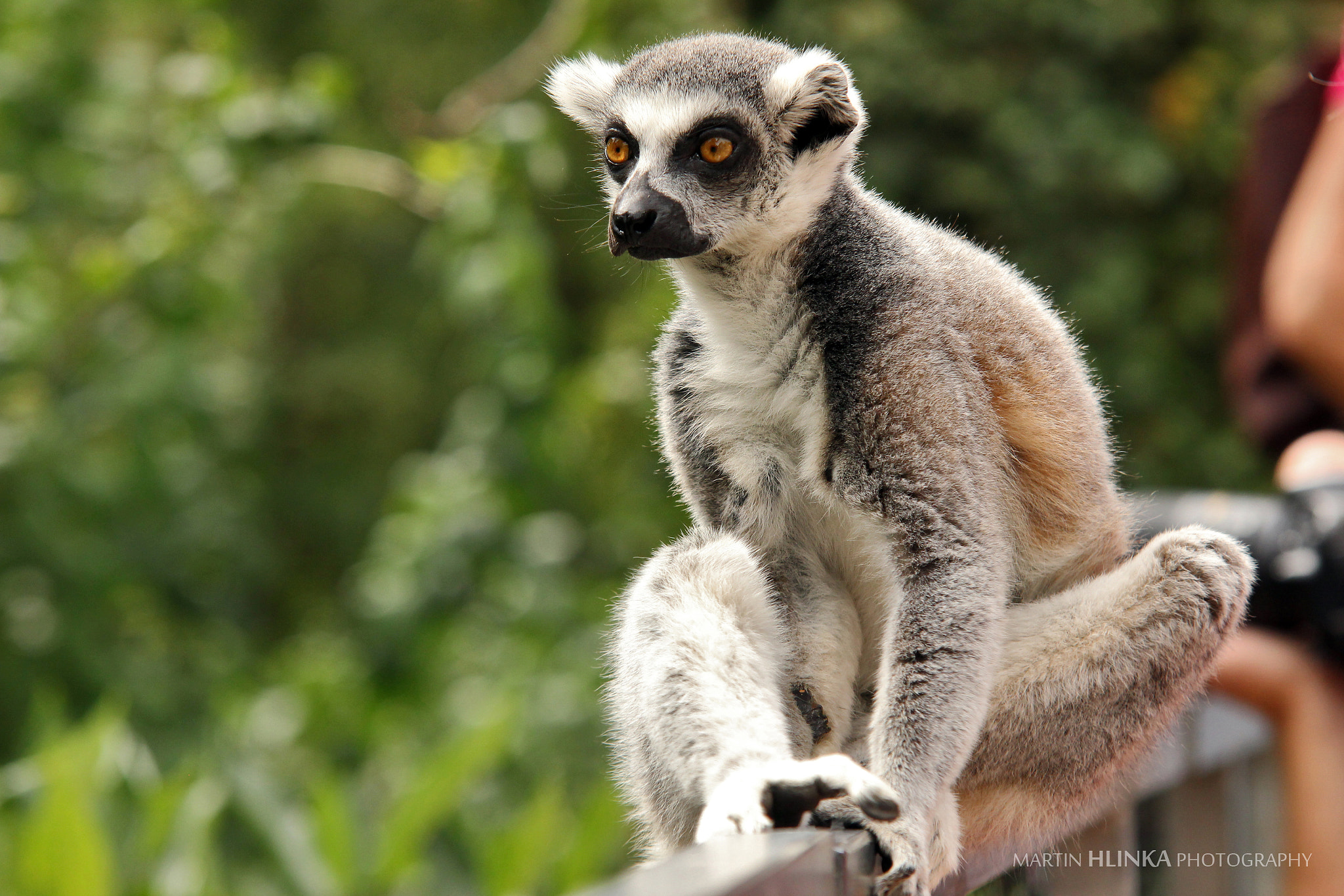 Sigma 70-200mm F2.8 EX DG OS HSM sample photo. Ring tailed lemur photography