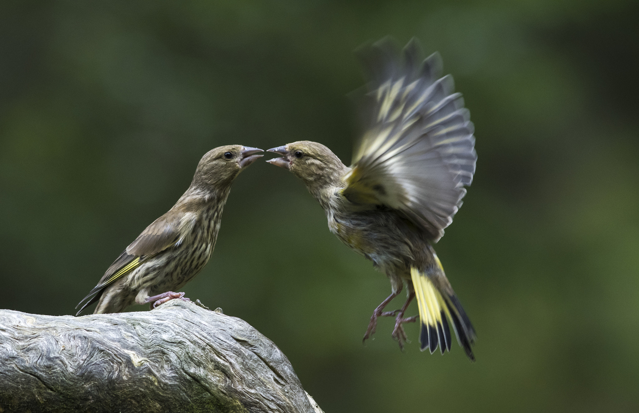 Nikon D500 + Nikon AF-S Nikkor 300mm F4D ED-IF sample photo. Greenfinch kiss photography