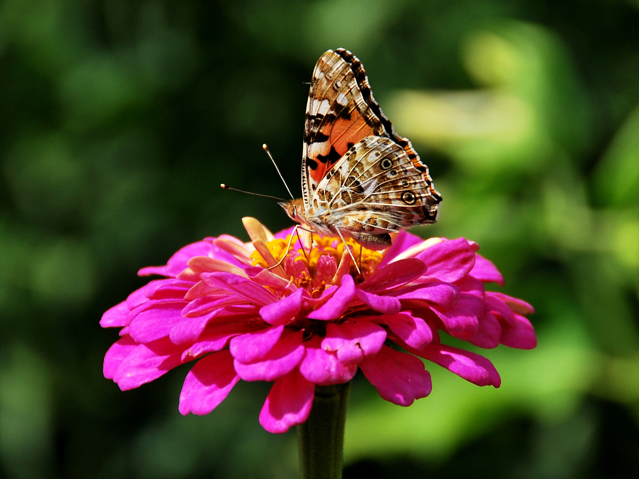 Nikon D60 sample photo. Beauty of wildlife photography