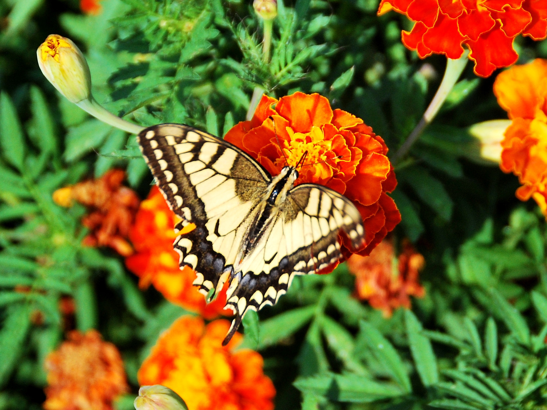 Nikon D60 sample photo. Yellow butterfly photography