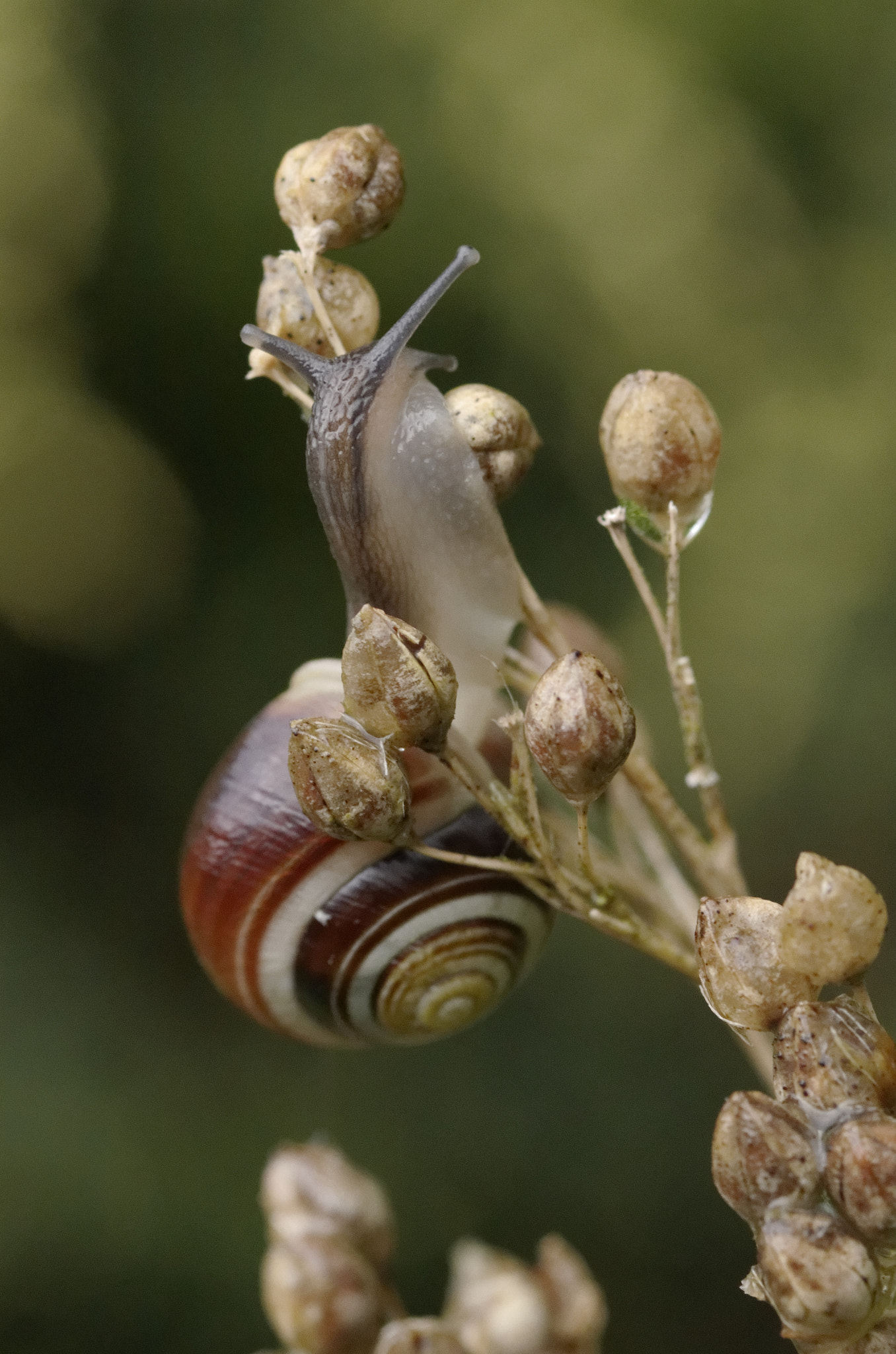 smc PENTAX-FA Macro 100mm F2.8 sample photo. Snail photography