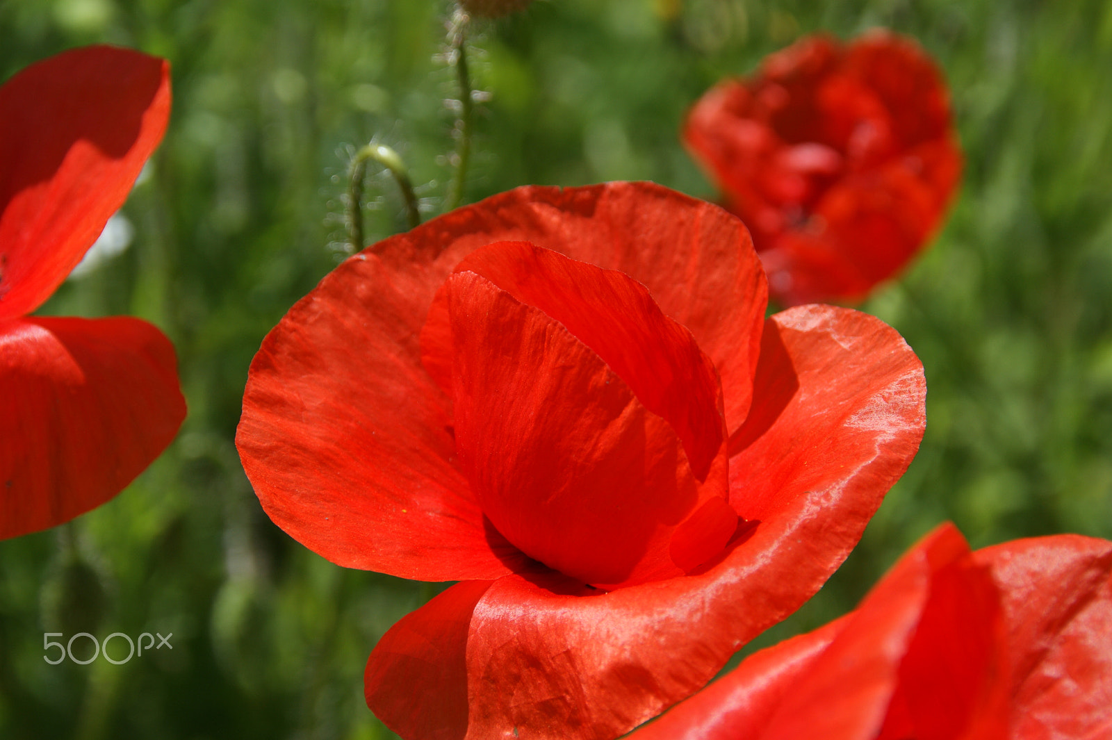 Sony DT 18-200mm F3.5-6.3 sample photo. Poppy blooms photography