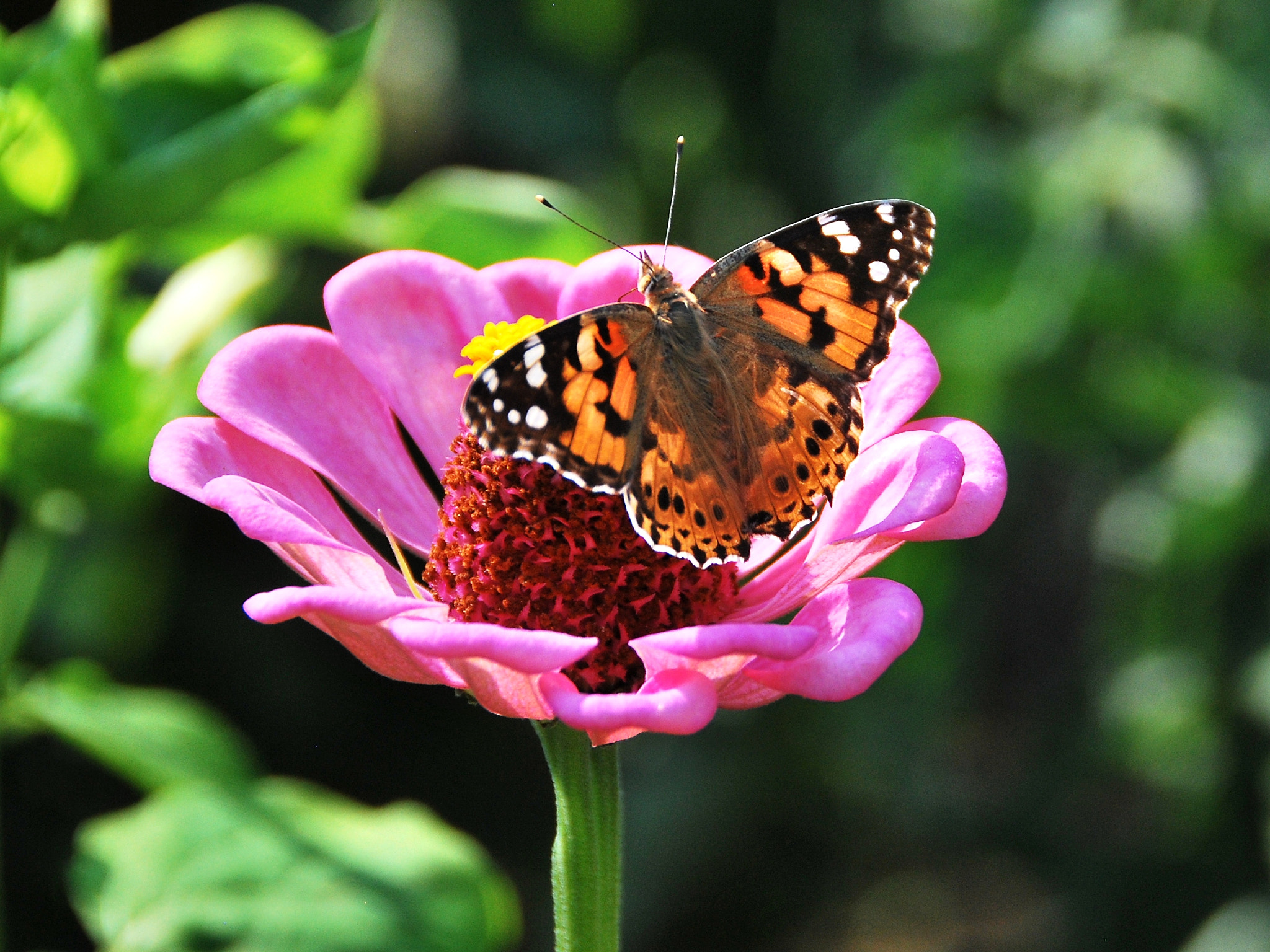 Nikon D60 sample photo. Colorful butterfly photography