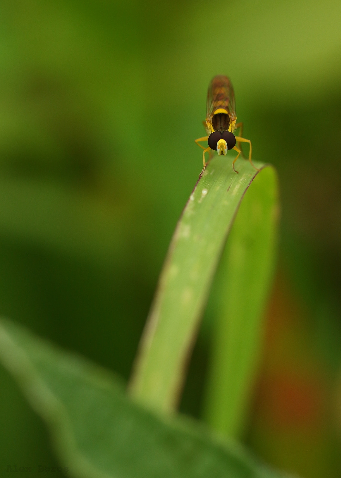 Canon EOS 450D (EOS Rebel XSi / EOS Kiss X2) + Canon EF 50mm F2.5 Macro sample photo. Hoverfly at rest photography