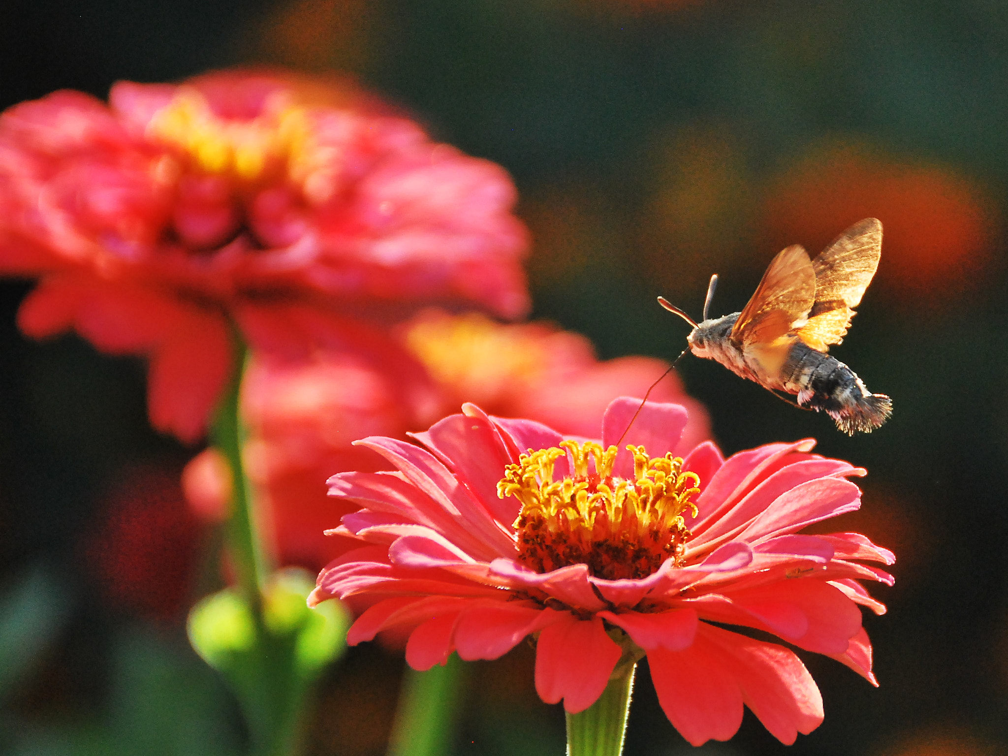 Nikon D60 sample photo. Working photography