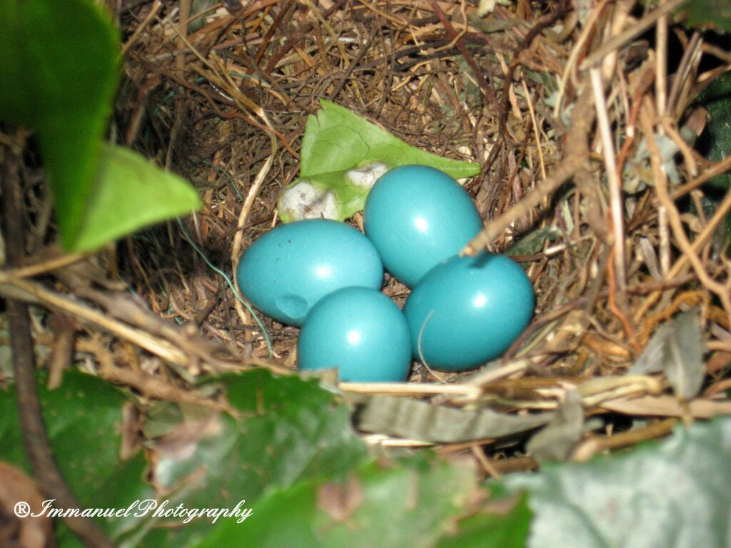 Canon POWERSHOT A550 sample photo. Seven sister's egg photography