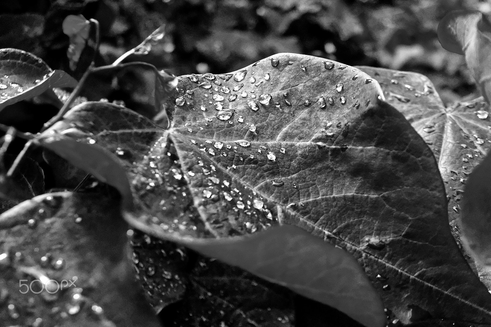 Canon EOS M2 sample photo. Leaf photography