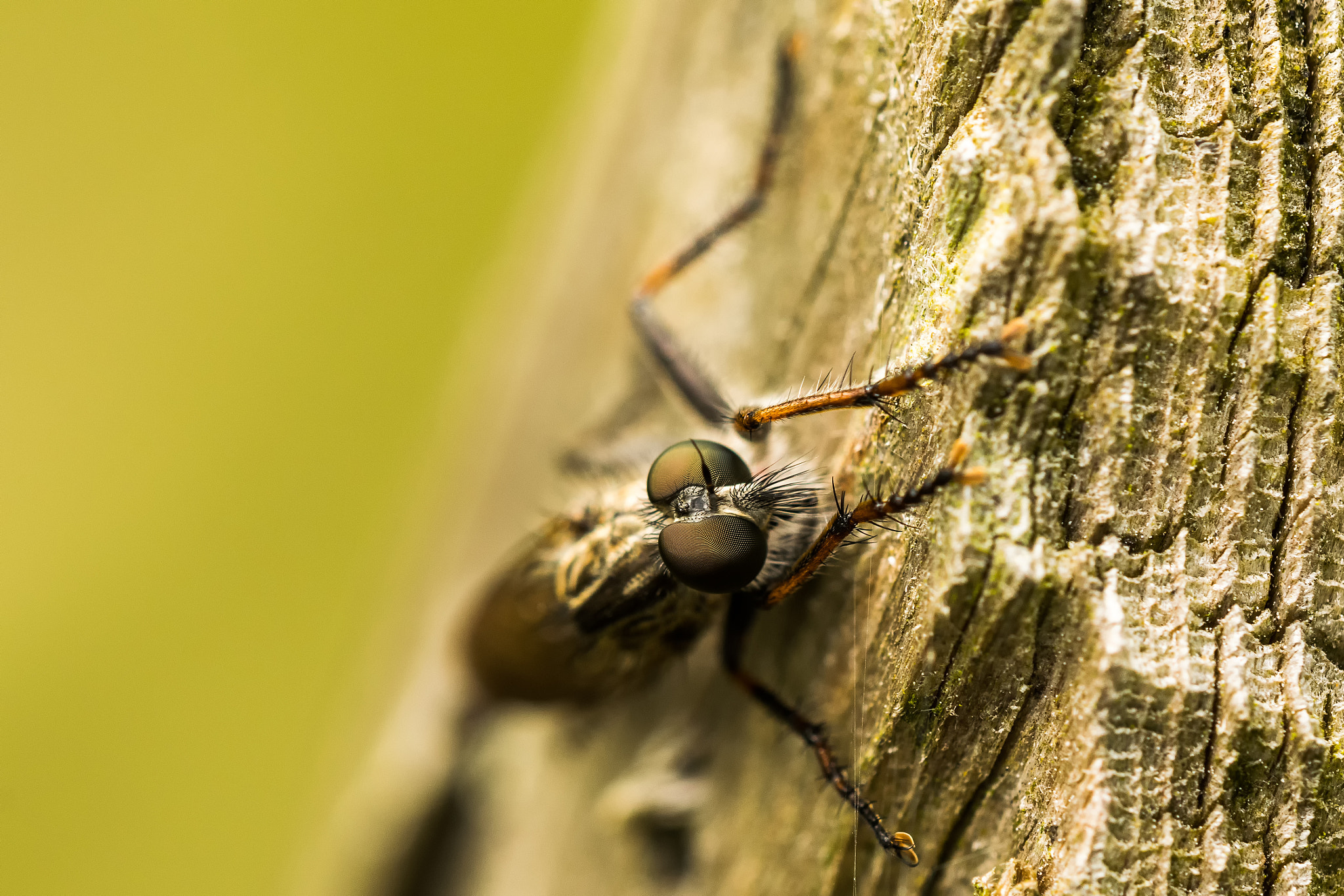 Sigma 150mm F2.8 EX DG OS Macro HSM sample photo. Asilidae photography