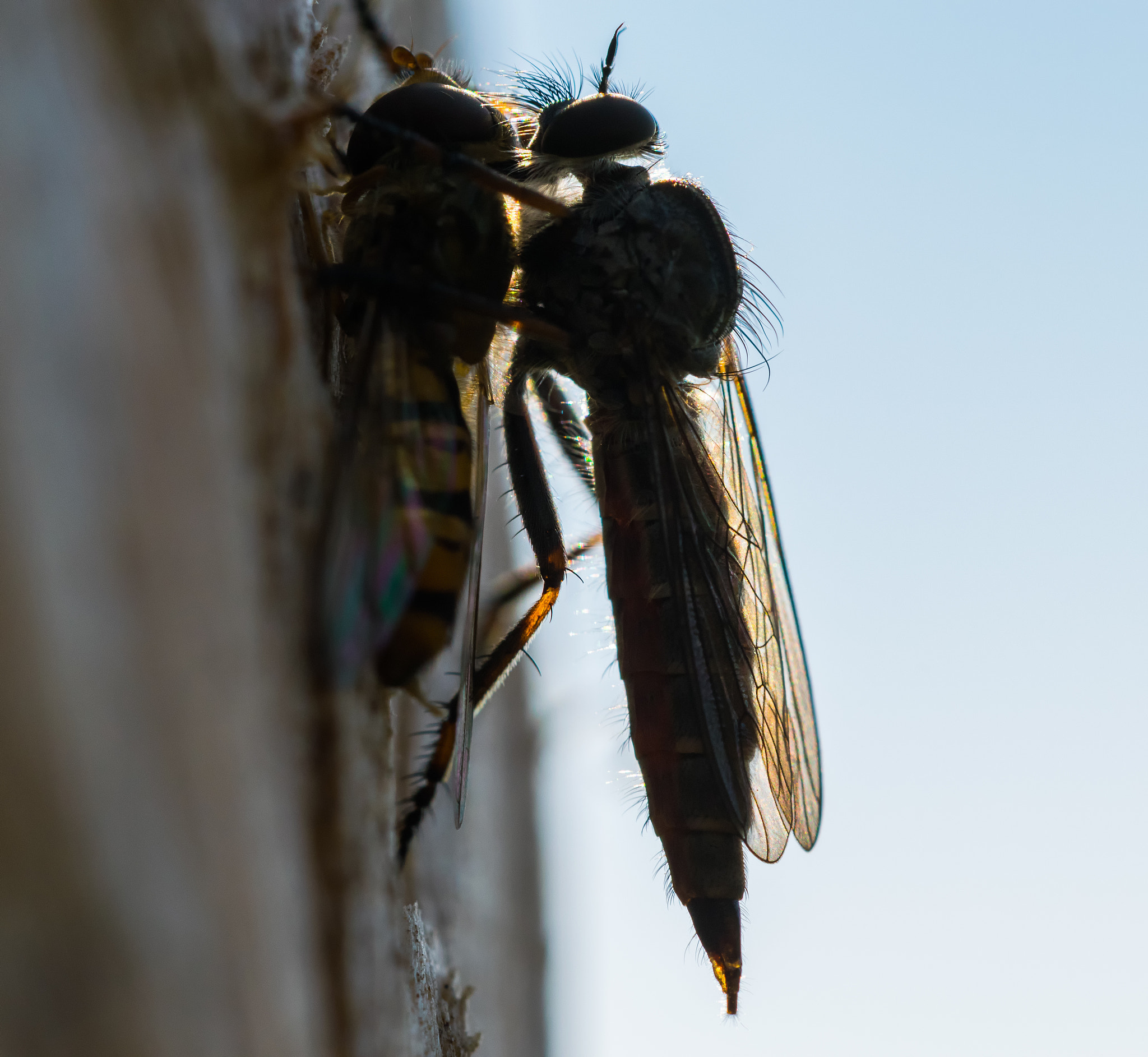 Sigma 150mm F2.8 EX DG OS Macro HSM sample photo. Asilidae photography