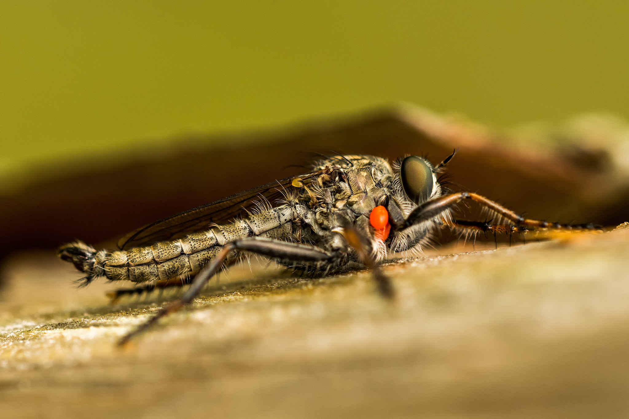 Sigma 150mm F2.8 EX DG OS Macro HSM sample photo. Asilidae photography