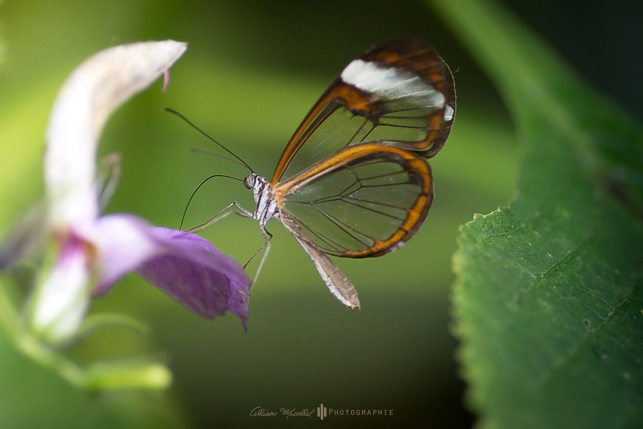 Canon EOS 600D (Rebel EOS T3i / EOS Kiss X5) + Tamron SP AF 90mm F2.8 Di Macro sample photo. Transparence photography