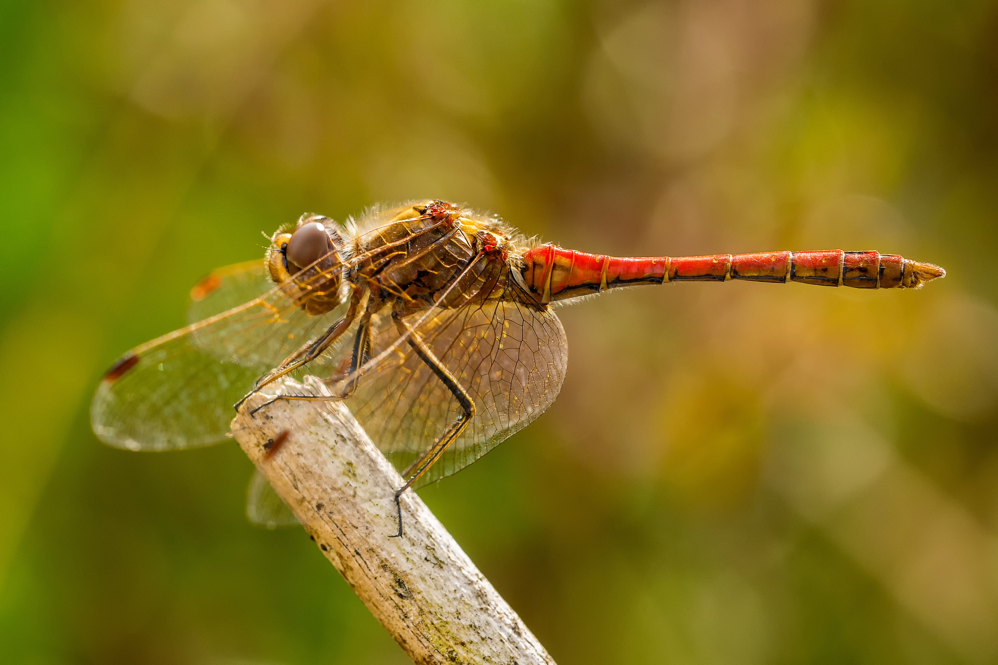Sigma 150mm F2.8 EX DG OS Macro HSM sample photo. Sympetrum vulgatum photography