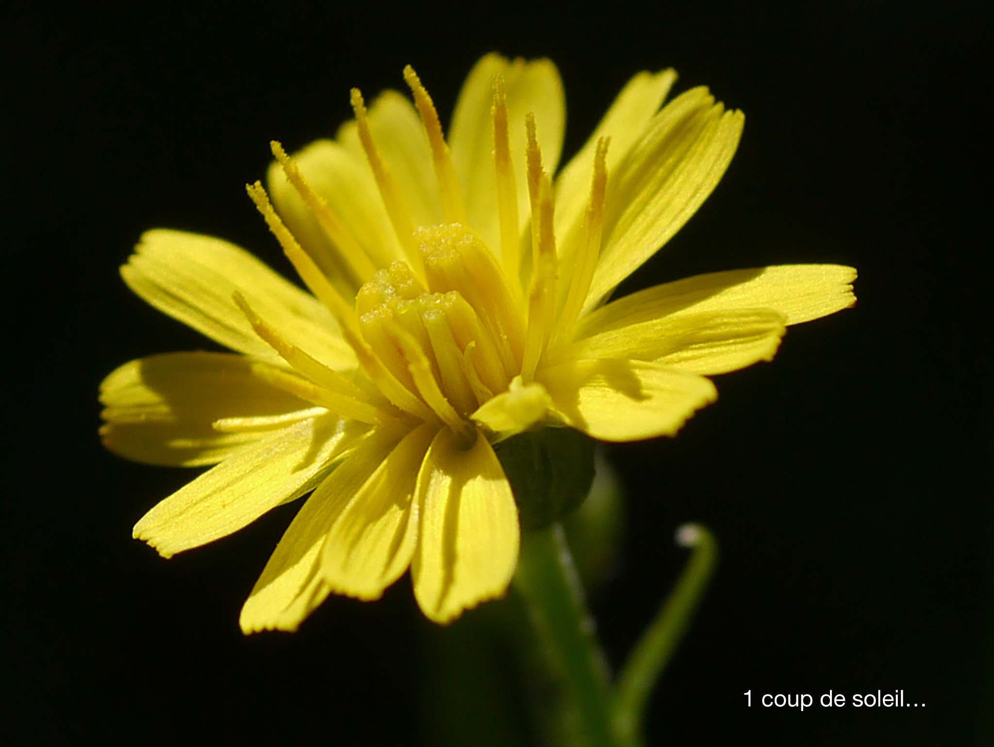 Panasonic Lumix DMC-GX1 + Panasonic Lumix G Macro 30mm F2.8 ASPH Mega OIS sample photo. 1 coup de soleil... photography