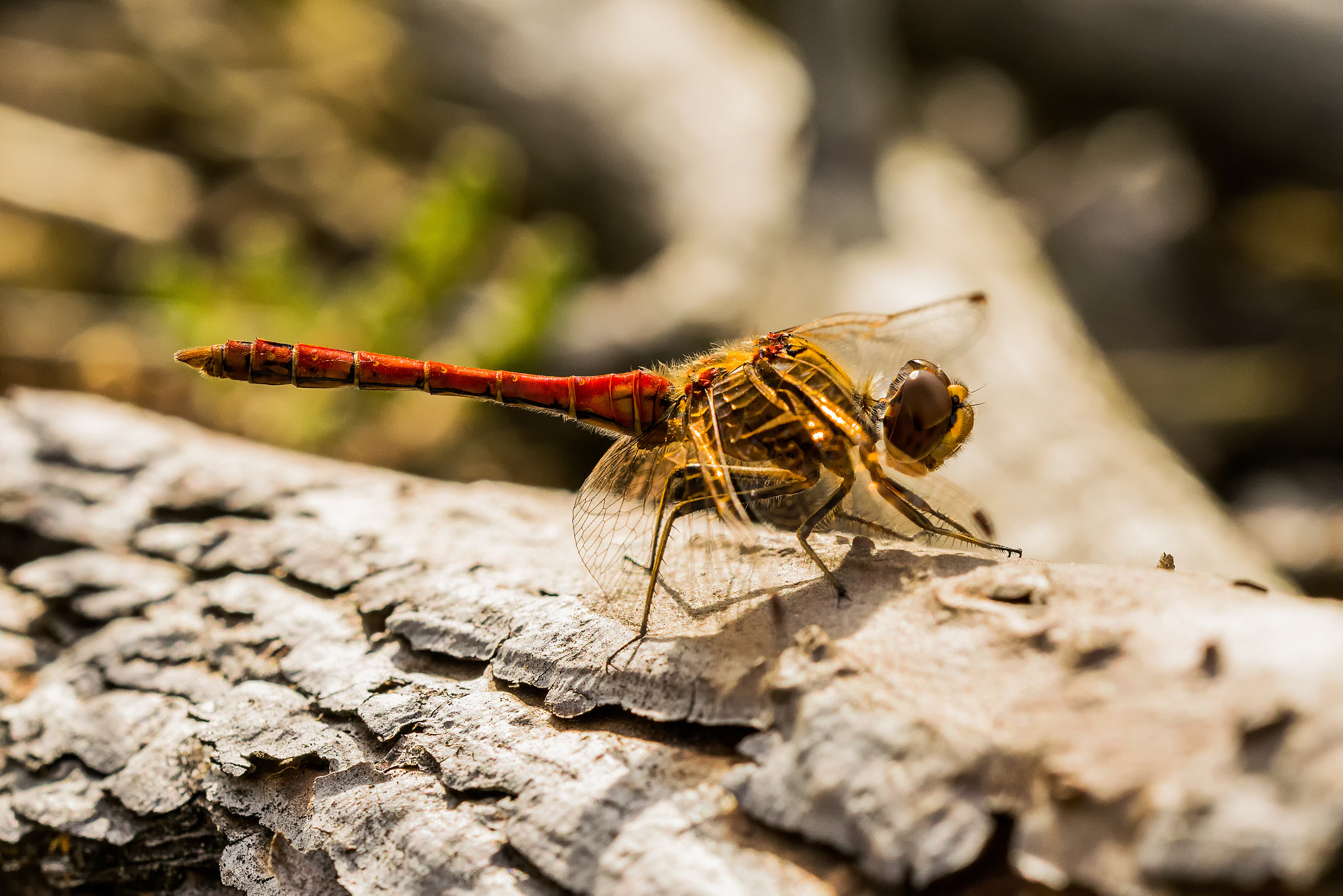 Sigma 150mm F2.8 EX DG OS Macro HSM sample photo. Sympetrum vulgatum photography