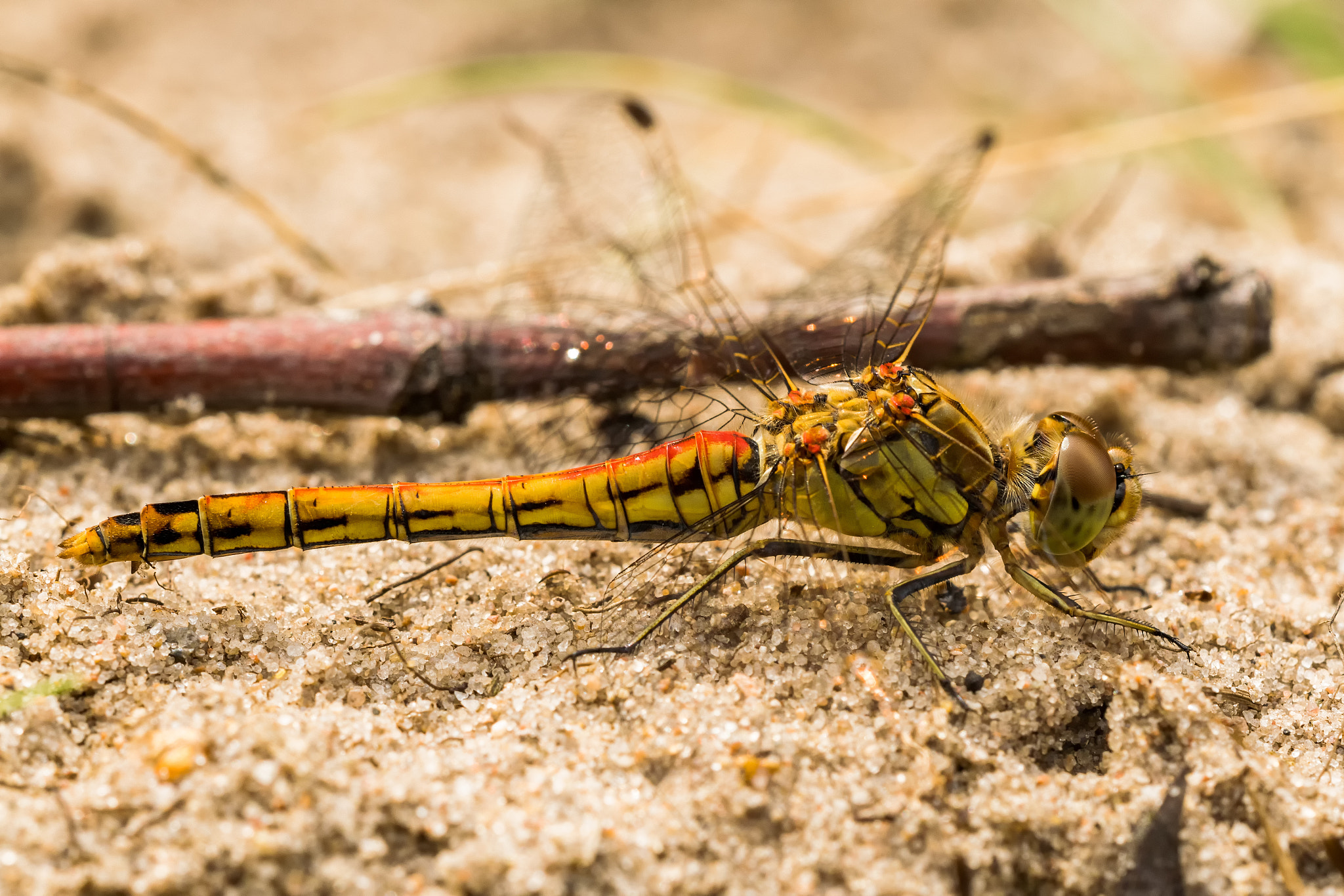 Sigma 150mm F2.8 EX DG OS Macro HSM sample photo. Sympetrum vulgatum photography