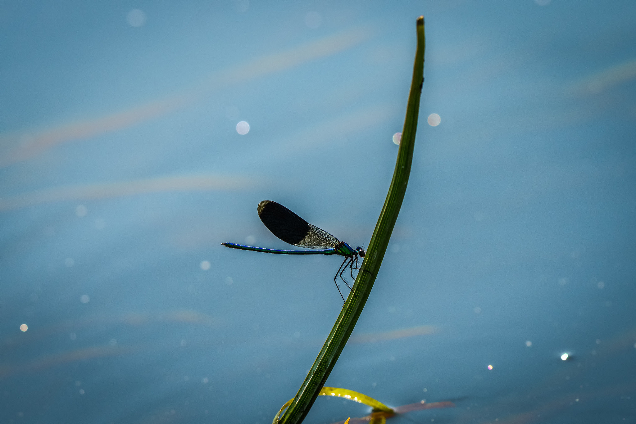 Sigma 150mm F2.8 EX DG OS Macro HSM sample photo. Calopteryx splendens photography