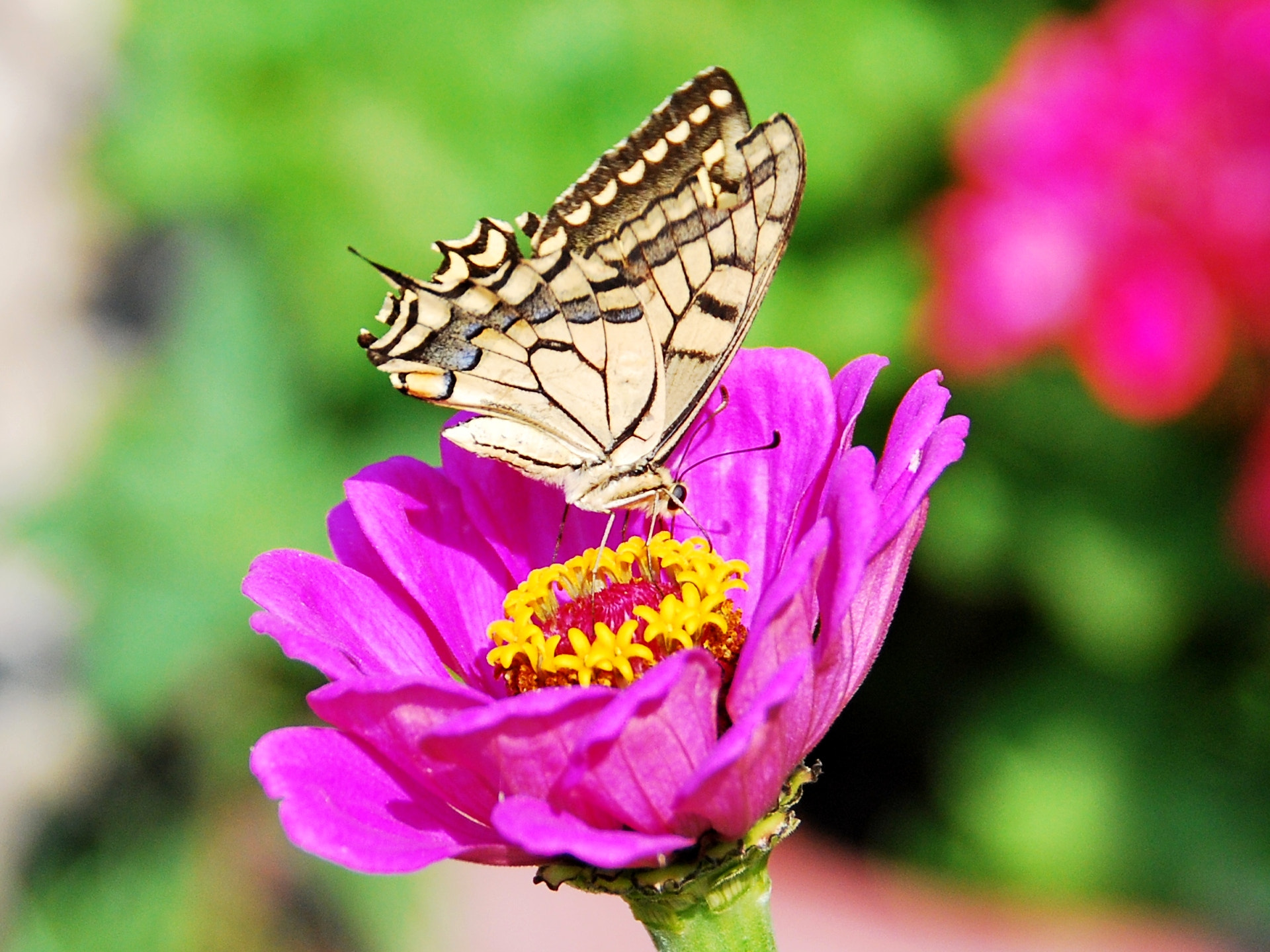 Nikon D60 sample photo. Colorful nature photography