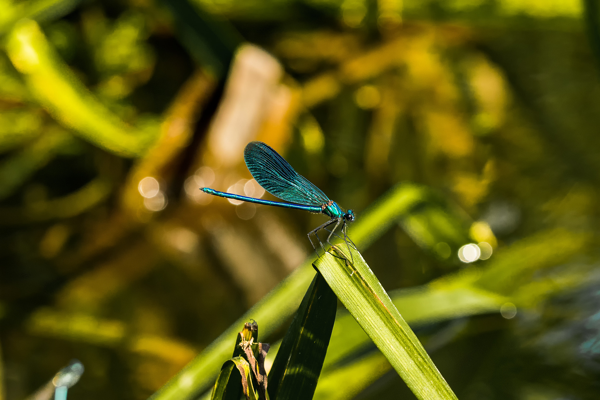 Sigma 150mm F2.8 EX DG OS Macro HSM sample photo. Calopteryx splendens photography