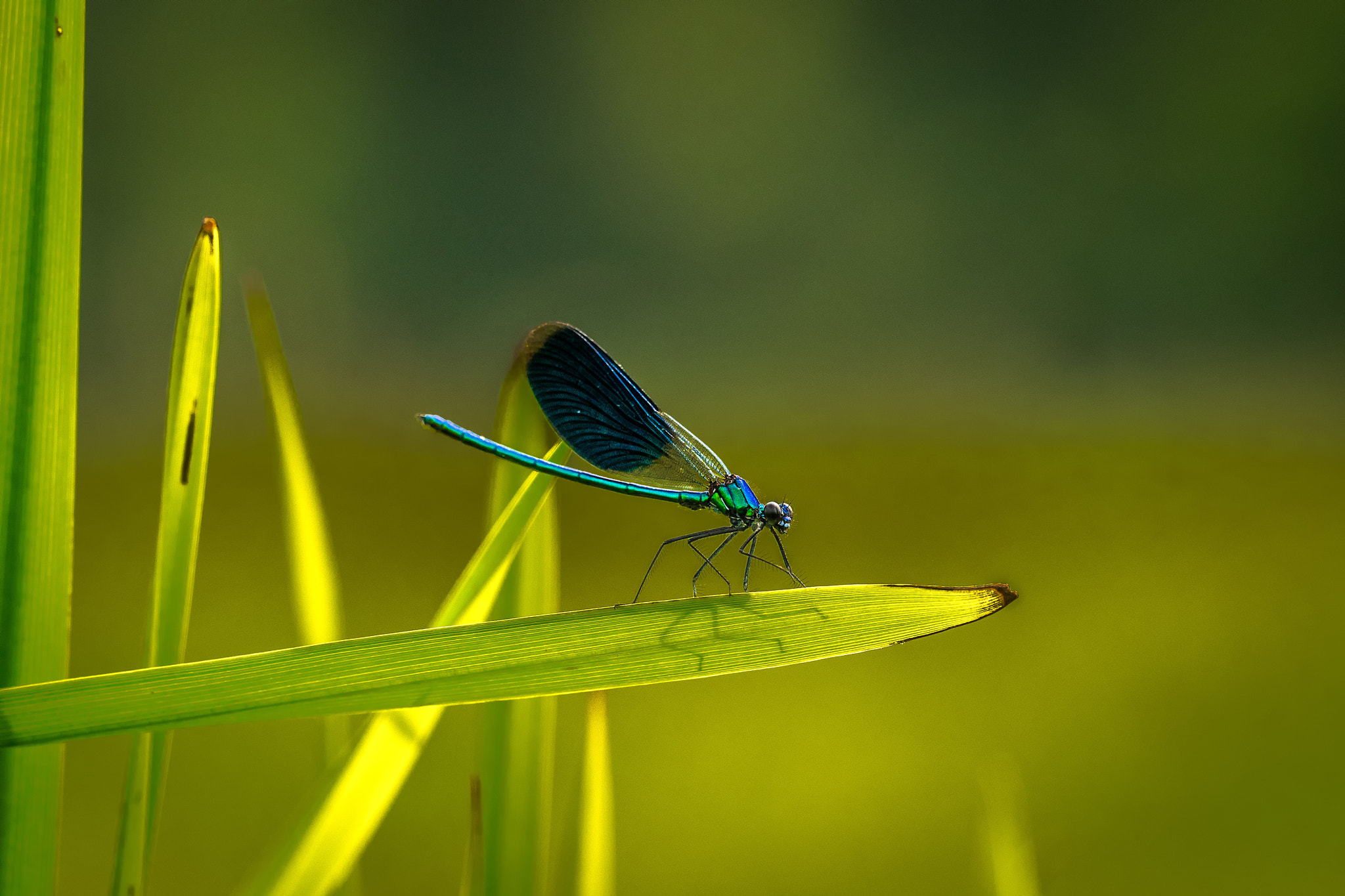 Sigma 150mm F2.8 EX DG OS Macro HSM sample photo. Calopteryx splendens photography
