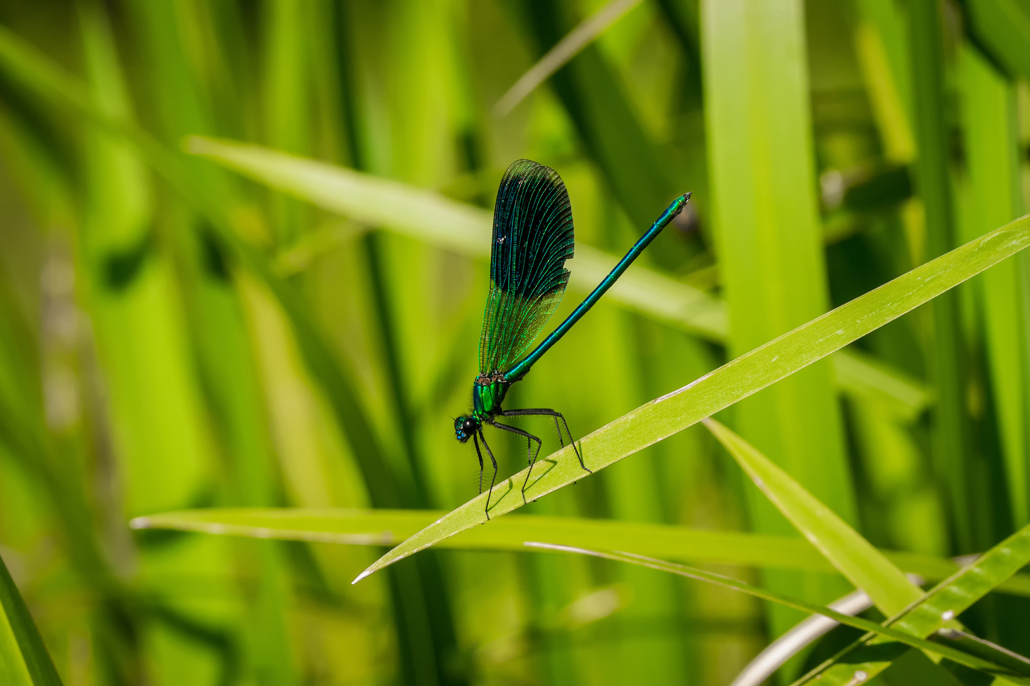 Sigma 150mm F2.8 EX DG OS Macro HSM sample photo. Calopteryx splendens photography