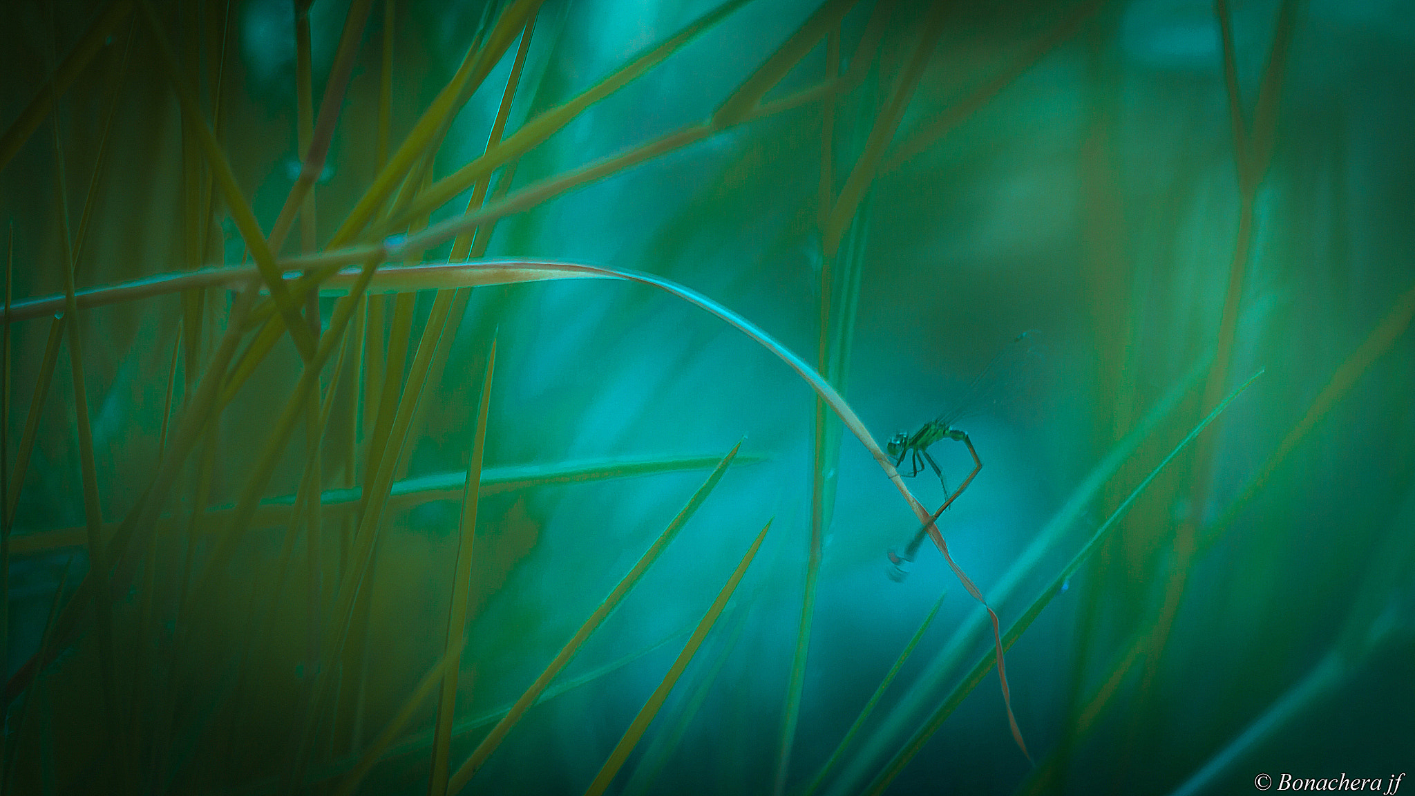 Sigma 150mm f/2.8 EX DG OS HSM APO Macro sample photo. Gymnastique photography