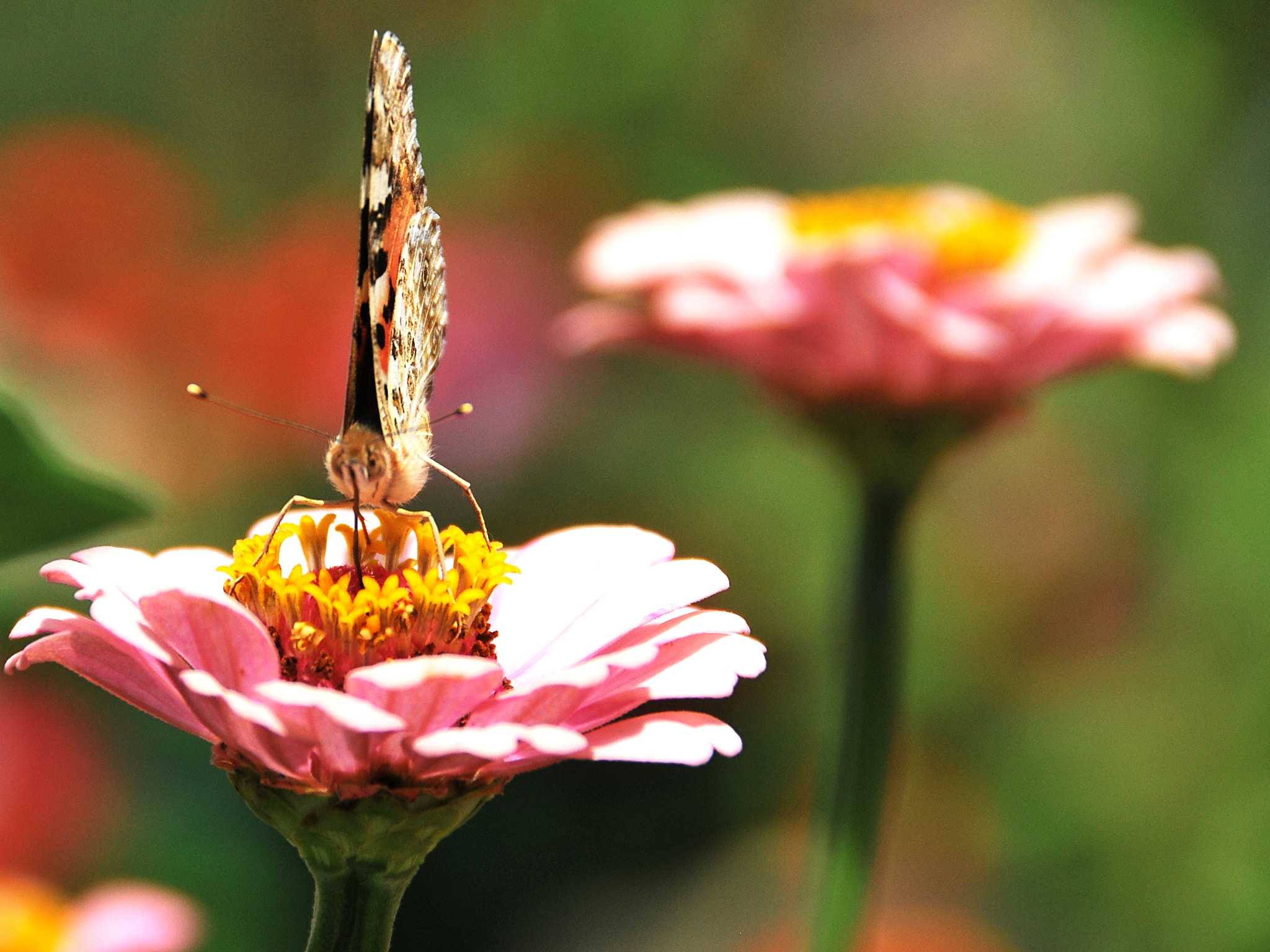 Nikon D60 sample photo. Butterfly on pink flower photography