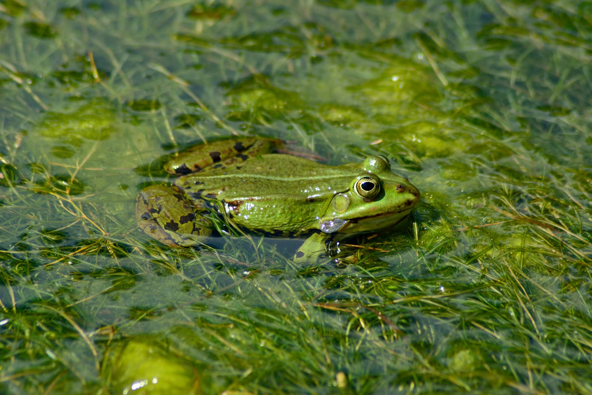 Nikon AF Nikkor 70-300mm F4-5.6G sample photo. Frog in the green photography