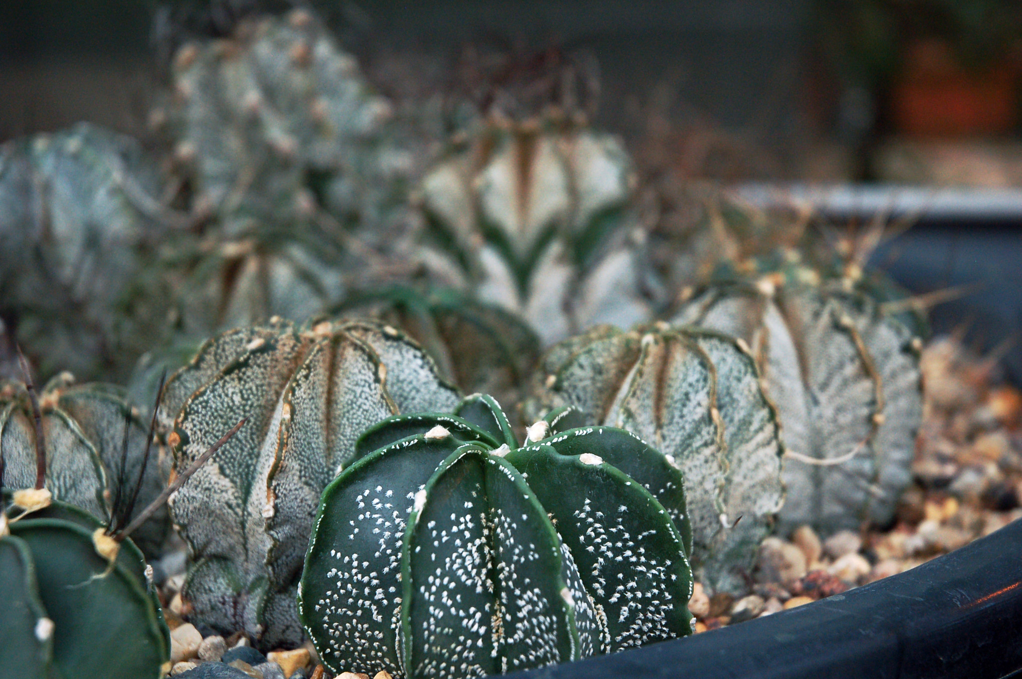 Nikon D50 sample photo. Cactus photography