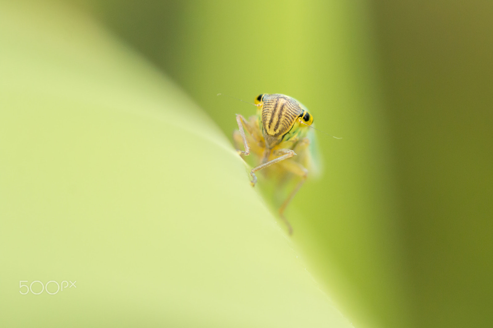 Canon EOS 70D + Sigma 105mm F2.8 EX DG Macro sample photo. Cute bug ! photography