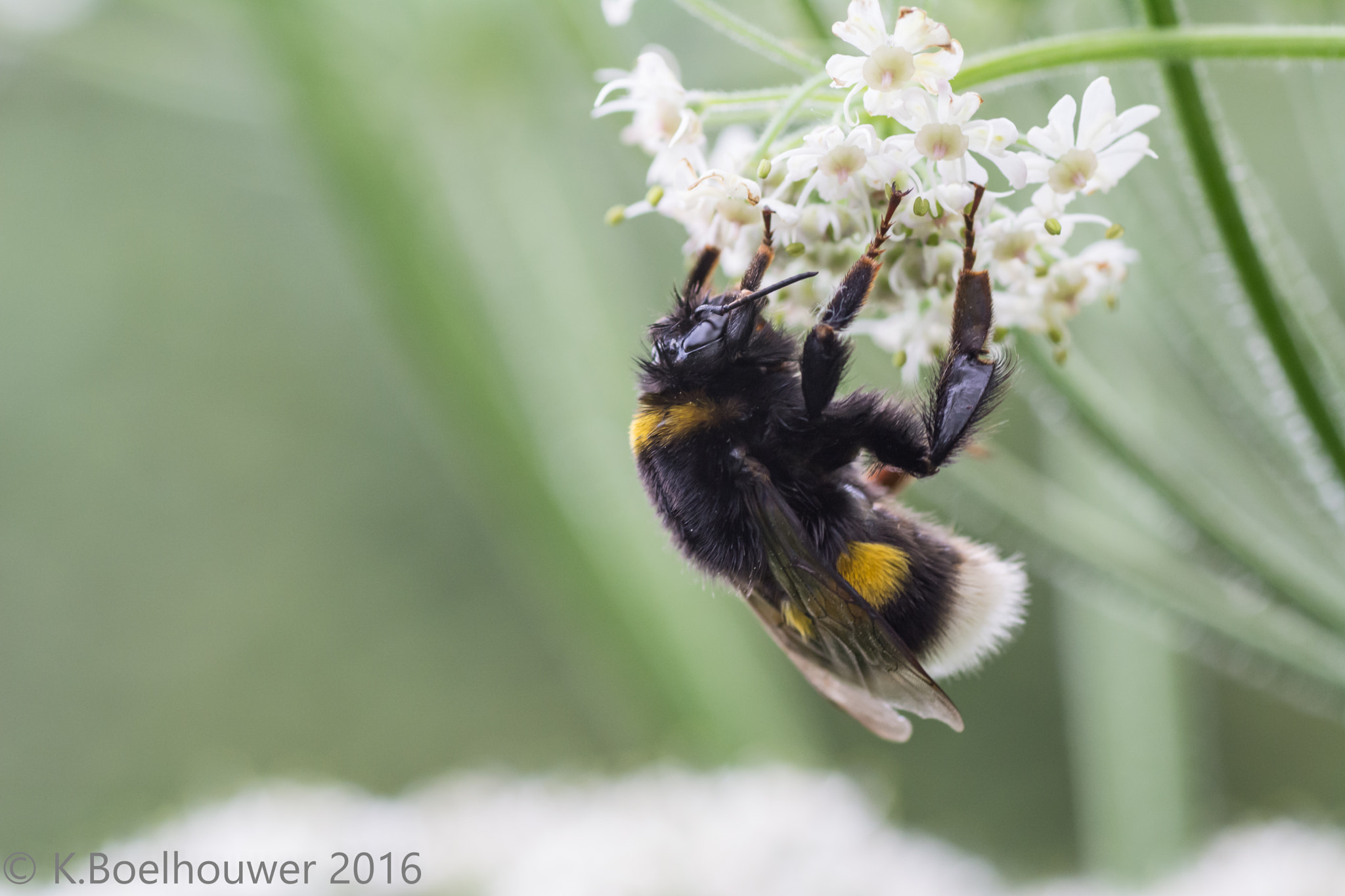 Nikon D5200 + Tamron SP 90mm F2.8 Di VC USD 1:1 Macro sample photo. Bumblebee photography