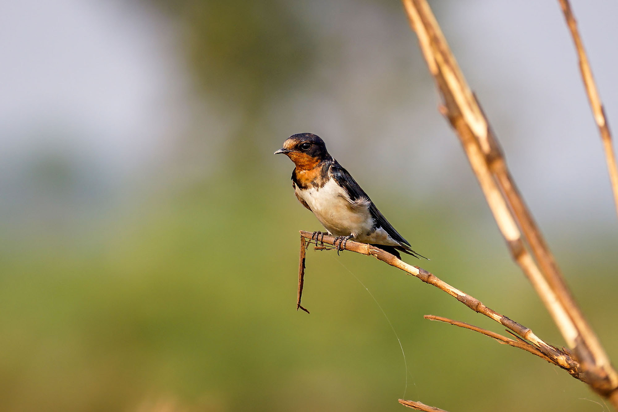 Sony 70-300mm F4.5-5.6 G SSM sample photo. Barn swallow photography